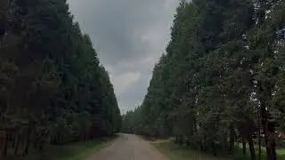 Kenya Forestry Research Institute Kefri Zambezi Nderi Road #kenyanphotography #nature #nairobivlog k