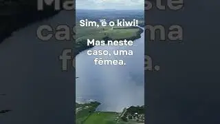 Desafio animal 2: cinco pistas para descobrir uma ave curiosa e simp&aacute;tica