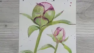 Как нарисовать бутон ПИОНА акварелью. Очень подробный простой урок.