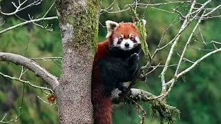 cute red panda