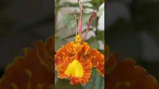 Psychopsis Mariposa #орхидеи #plants #сортовыеорхидеи #комнатныерастения