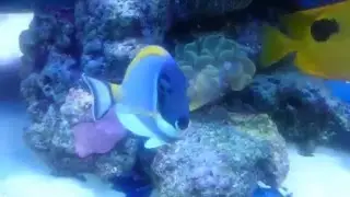 Reef tank Goby hatch eggs