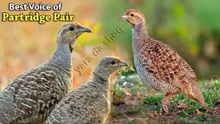 Top 5 Different Voice of Grey Francolin Pair | Best Sound of Partridge | Teetar ki Awaz Female