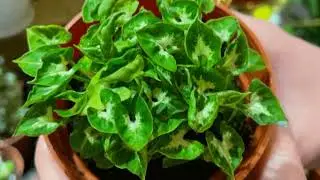 Top 8 Unique Varieties of Syngonium #syngoniums #syngonium #colorplants