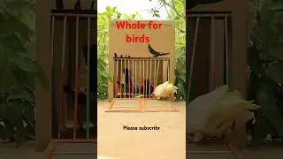 make a easy bird trap use a cardboard box #trap #birds #trending