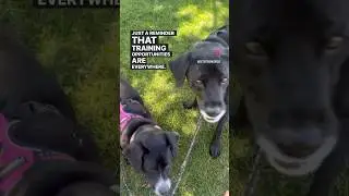 🐾 Training opportunities are everywhere! #dogtraining #impulsecontrol #calmness 🐶