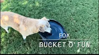 Watch This Adorable Dive For Ball in a Bucket of Water #dog #water#bucket #ball #dogplayingwithball