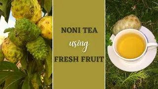 How To Make Noni Tea Using Fresh Fruit | Fresh Fruit Noni Tea