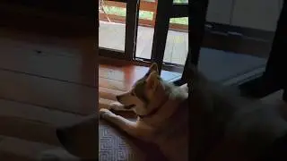 #huskyfun #собака #хаскибайкал #huskyplay #юмор #животныешляйх #мем #суперсобака #прикол #хаски