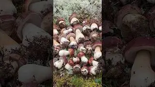 СЕНСАЦИЯ‼️🔥 Грибник В ПРИПАДКЕ, увидев ЭТО! Нашёл ЗОЛОТО и был В ШОКЕ!