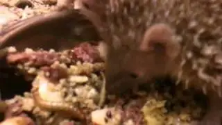 Tenrecs (Echinops telfairi)