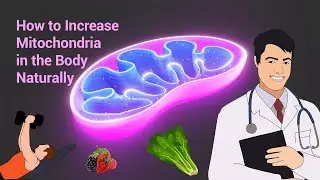 Increase Mitochondria Naturally? How to increase digestion and absorption?