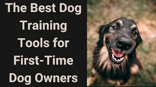 The Best Dog Training Tools for First Time Dog Owners