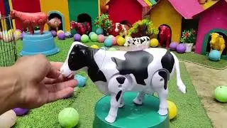 Ayam warna warni , anak ayam piyik ,sapi warna warni, anak ayam petok petok di peternakan