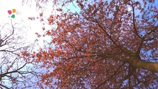 Avian Harmony and Tranquil Steps. 1 Hour of White Noise for Relaxation, Tinnitus, or Sleep