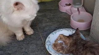 kitten Approaches angry cat