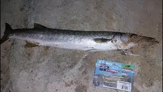 Good size Barracuda               zman Diezel minnowz Beer Run 4