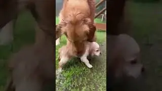 You have to watch this rescue to believe it! 😯