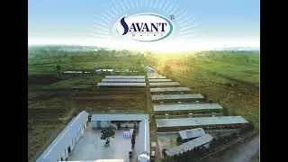 How we feed 1000 cows in just 1 hr at Savant Dairy Farm..
