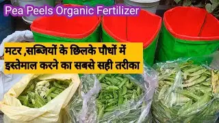 मटर के छिलके फेंकने की गलती ना करें पौधों के लिए वरदान है ll Pea Peels Best Organic Fertilizer 🌿🌿