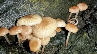 Xeromphalina sp. mushroom
