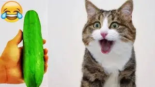 Hilarious Encounters Between Cats And Animals 😹 | The Funniest Moments 😄