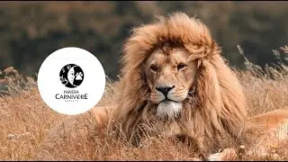 Niassa Lion Project at WCN's Expo