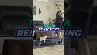Chihuahua Place Command Training #shorts