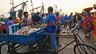 Vizag fishing harbour thursday morning live market 05/02/2026