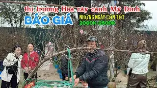BÁO GIÁ hoa cây cảnh tại chợ hoa Mỹ Đình những ngày giáp tết | Quảng Tùng