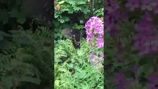 Diana Fritillary Butterfly Feeding on Flowers