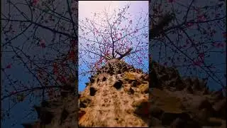 #tree view 😇😇
