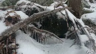 Freezing Temperatures Have A BIG Impact On Forest Life