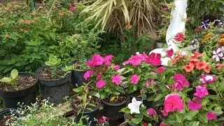PLANTAS LINDAS DE QUINTAL ❤️ APAIXONADA POR TUDO🌺AS PLANTAS NOS AJUDAM E VIVER MELHOR regila Samara