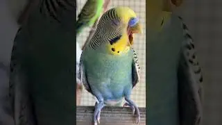Summer Budgie Bird Sound of Australian Parrot Voice