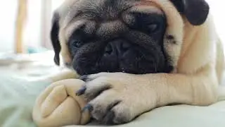 Find out how to make your dog smile!