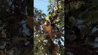 The Mating Dance w the Happy Squirrel Couple #squirrel #friends #animals #nature #top10 #pop #star