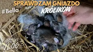 Wigilijny wykot - sprawdzamy gniazdo