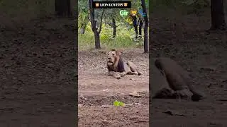 #lion #wildlife #girsafari #shortvideo #girnationalpark #girforest #lionking #girnarnaturesafari 🦁🐾