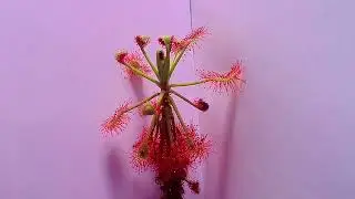 Drosera Madagascariensis time-lapse feeding using freeze dried blood worms