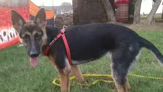 5 month German shepherd dog 🐕🤗❣️ dog lover 🤗