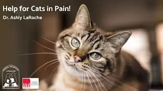 Solensia for Cats