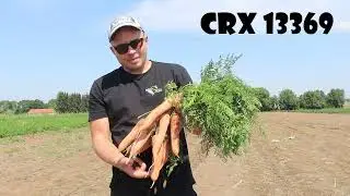 Marchew LANCEROS F1 (CRX13369 F1) od Cora Seeds❗🥕 NOWOŚĆ❗