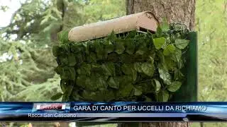 ROCCA SAN CASCIANO: Gara per uccelli da richiamo 09-09-2017