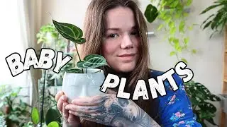 My Smallest Houseplants. Small Indoor Plants.