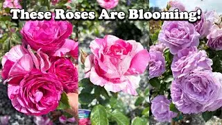 Roses Everywhere!/ Rose Shopping!