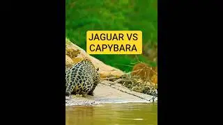 Jaguar Vs Capybara  Wildlife