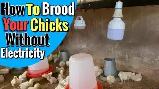 How to Keep Day-Old Chicks Warm Without Electricity