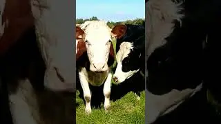 Lovely Irish Cows #ireland #cow #farm #cute #animals #lifestyle