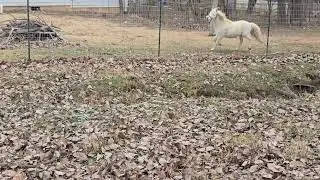 Apollo seeing Juliet for the first time he was a lil excited #crazycritters #horse #pony #studpony